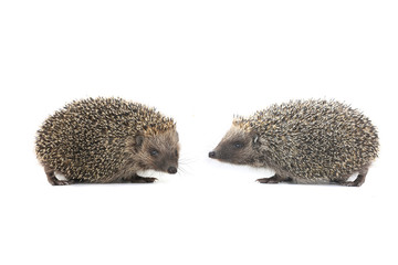 Obraz premium hedgehogs
