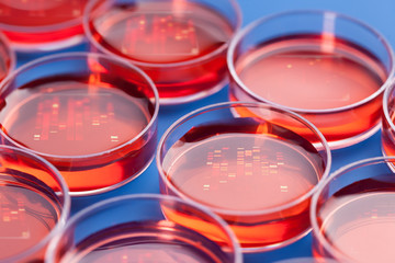 Petri dishes with samples for DNA sequencing