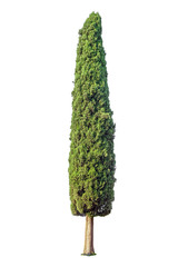 Cypress isolated on white background