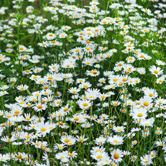Green flowering meadow with white daisies,