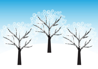 winter view, winter trees