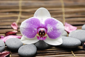 Fototapeta na wymiar Zestaw przepięknych orchidei z szarych kamieni na macie