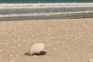 Fototapeta na wymiar scallop shell on beach