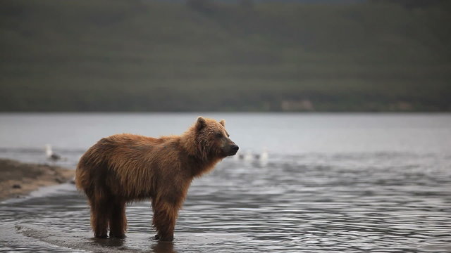 bears fishing