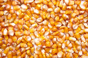 corn seeds as a background