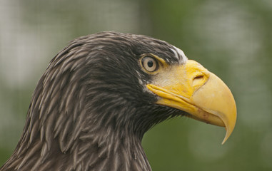 Steller´s sea eagle