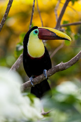 Toucan resting on a tree branch