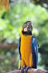 ルリコンゴウインコ