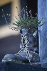 Fototapeta premium Flowers in old Boots