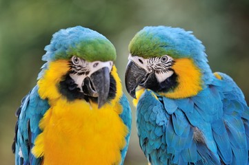 ルリコンゴウインコ