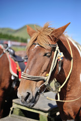 Fototapeta premium 馬のポートレート