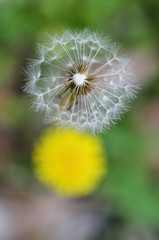 Fototapeta premium タンポポ