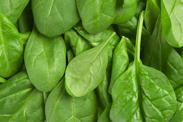 Fototapeta na wymiar fresh green leaves spinach