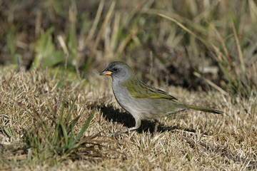 Great pampa-finch, Embernagra platensis
