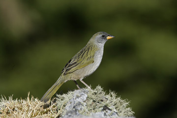 Great pampa-finch, Embernagra platensis