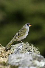 Great pampa-finch, Embernagra platensis