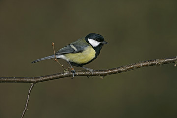 Great tit, Parius major