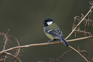 Obraz premium Great tit, Parius major