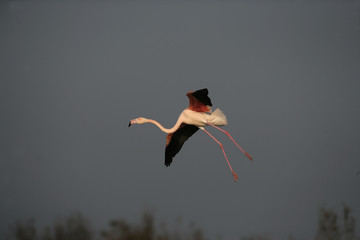 Greater flamingo, Phoenicopterus ruber