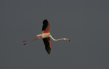 Greater flamingo, Phoenicopterus ruber