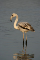 Greater flamingo, Phoenicopterus ruber