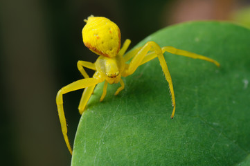 Yellow spider on a green leaf.