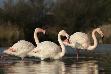 Greater flamingo, Phoenicopterus ruber