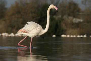 Greater flamingo, Phoenicopterus ruber