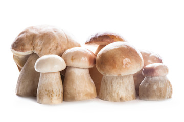 Ceps isolated