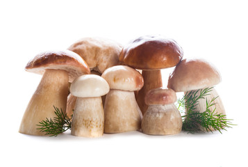Ceps isolated