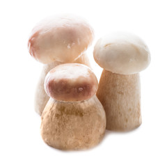 Ceps isolated