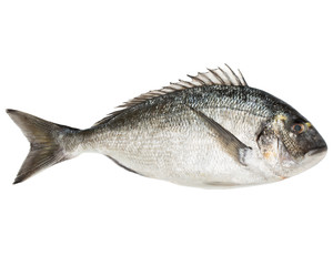 Dorado fish