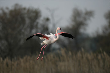 Greater flamingo, Phoenicopterus ruber