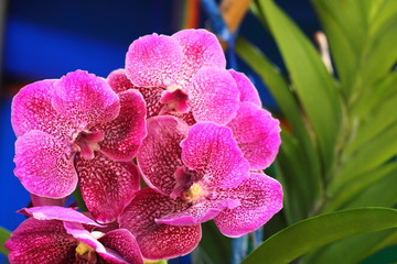 Fototapeta na wymiar Kwitnienie różowy Vanda Orchidea