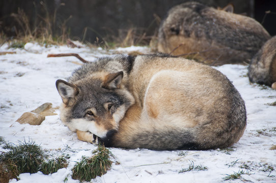 Fototapeta Resting wolf