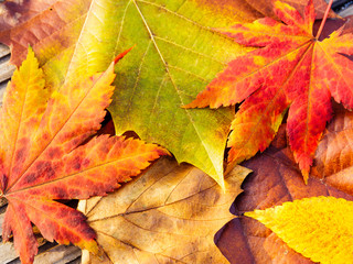 Naklejka na ściany i meble Autumn maple leave with wooden background