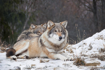 Resting wolves