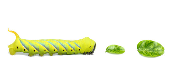 Green caterpillar walking to tha leaves on white background.