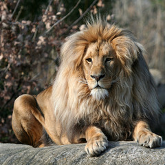 Obraz premium Löwenportrait