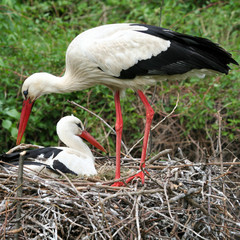 Storchenpaar