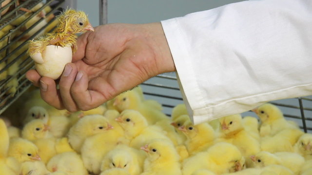 Baby chicken in hand, incubator