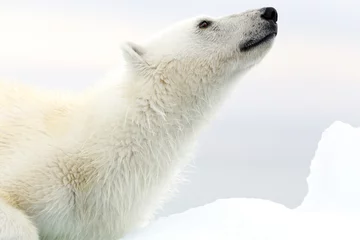 Crédence de cuisine en verre imprimé Cercle polaire Svalbard