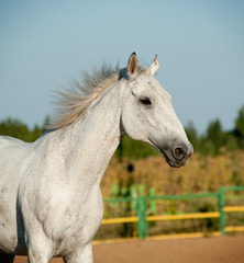 Obraz na płótnie Canvas siwy koń