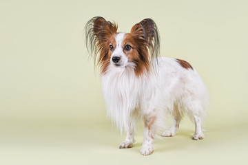 Hunde-Papillon-10338