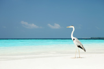 Grey Heron