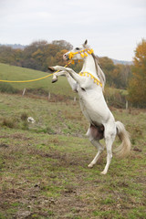 Fototapeta na wymiar Gorgeous arabian stallion prancing