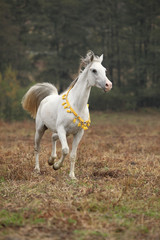 Naklejka na ściany i meble Nice white arabian stallion with flying mane