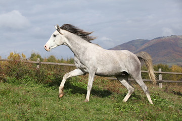 Nice grey arabian stallion with flying mane