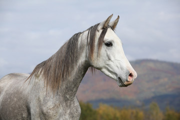 Obraz na płótnie Canvas Nice arabian stallion with long mane in autumn