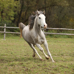 Naklejka na ściany i meble Nice grey arabian stallion with flying mane